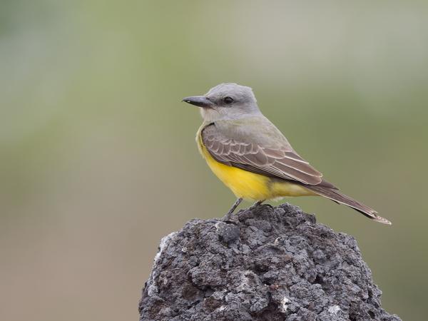 Tropische koningstiran (Tyrannus melancholicus)